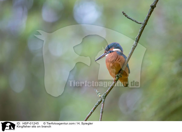 Kingfisher sits on branch / HSP-01245