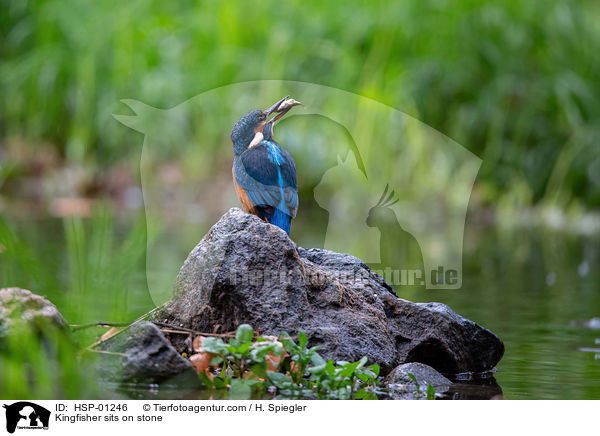 Kingfisher sits on stone / HSP-01246