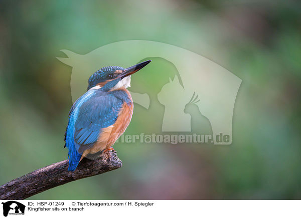 Kingfisher sits on branch / HSP-01249