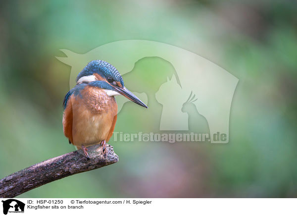 Kingfisher sits on branch / HSP-01250