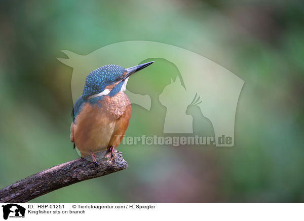 Kingfisher sits on branch / HSP-01251