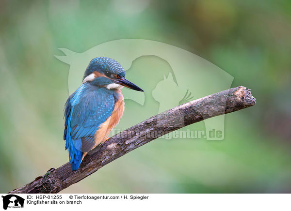 Kingfisher sits on branch / HSP-01255