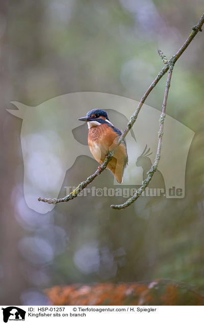 Kingfisher sits on branch / HSP-01257