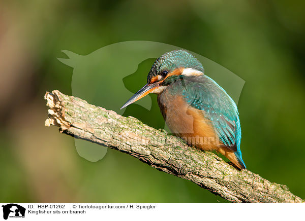 Kingfisher sits on branch / HSP-01262
