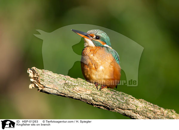 Kingfisher sits on branch / HSP-01263