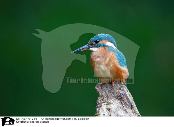 Kingfisher sits on branch / HSP-01264