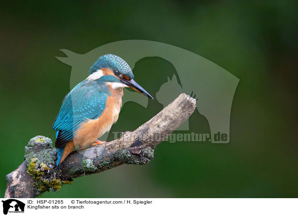Kingfisher sits on branch / HSP-01265