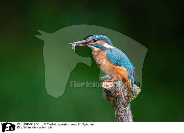 Kingfisher sits on branch / HSP-01266