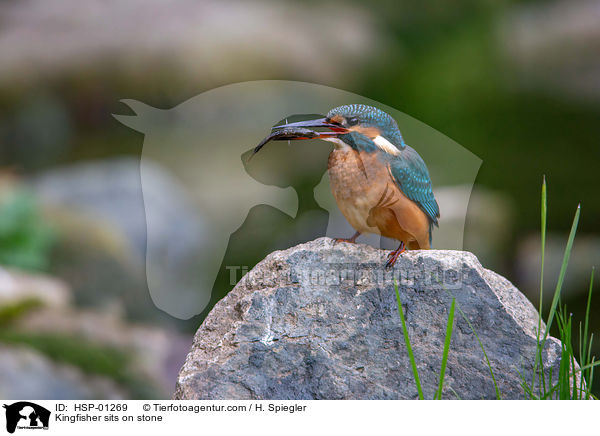 Kingfisher sits on stone / HSP-01269