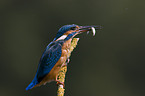 Kingfisher