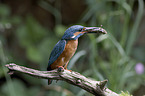 sitting Kingfisher