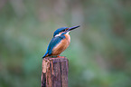 Kingfisher sits on pole