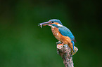 Kingfisher sits on branch