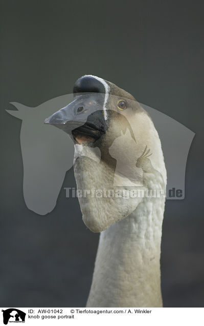 knob goose portrait / AW-01042
