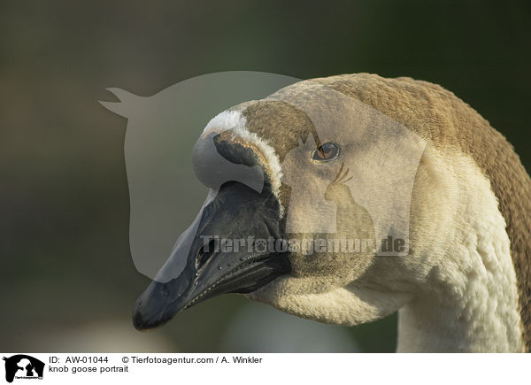 knob goose portrait / AW-01044