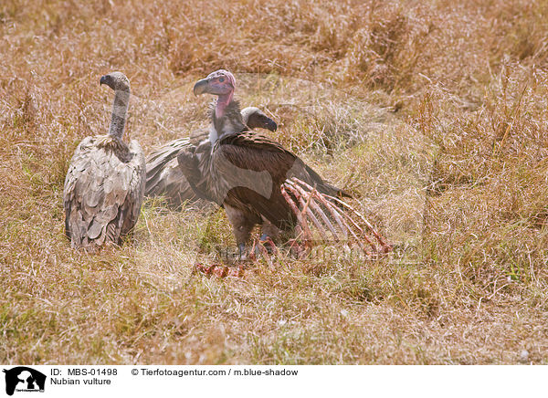 Nubian vulture / MBS-01498