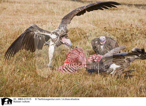 Nubian vulture / MBS-01515