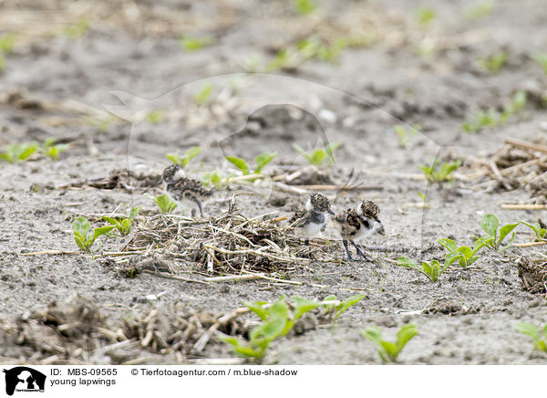 young lapwings / MBS-09565