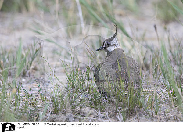 lapwing / MBS-15983