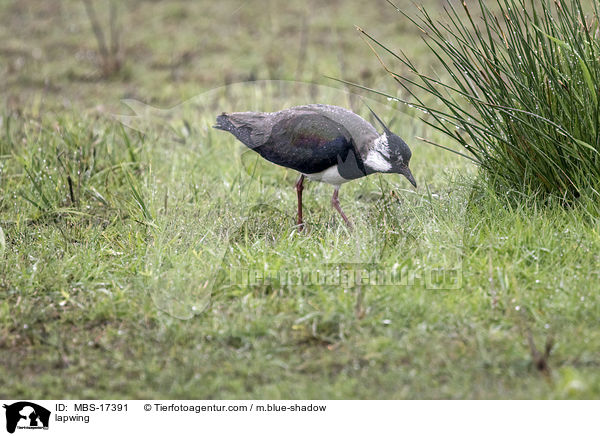 lapwing / MBS-17391