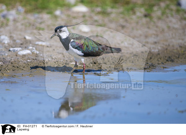 Lapwing / FH-01271