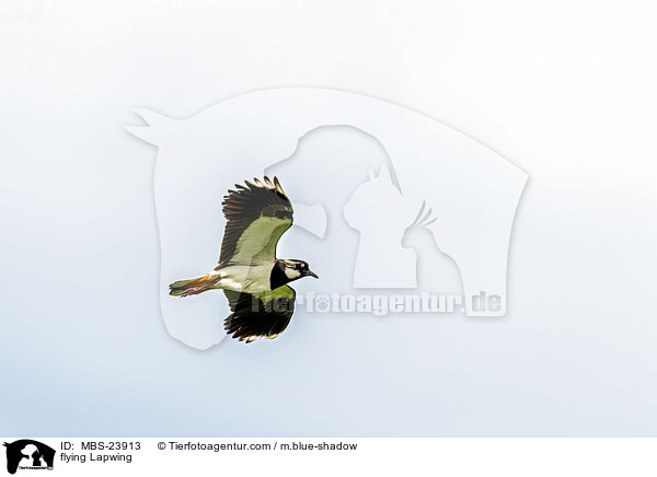 flying Lapwing / MBS-23913