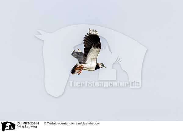 flying Lapwing / MBS-23914