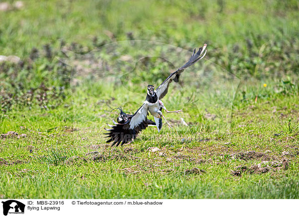flying Lapwing / MBS-23916