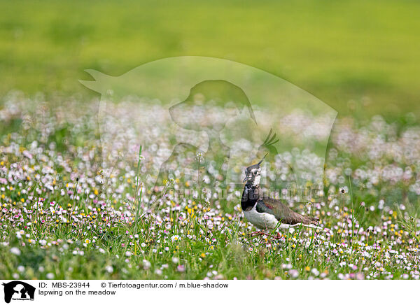 lapwing on the meadow / MBS-23944