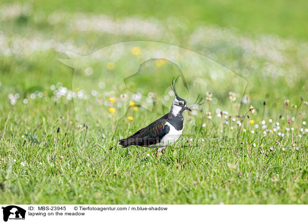 lapwing on the meadow / MBS-23945