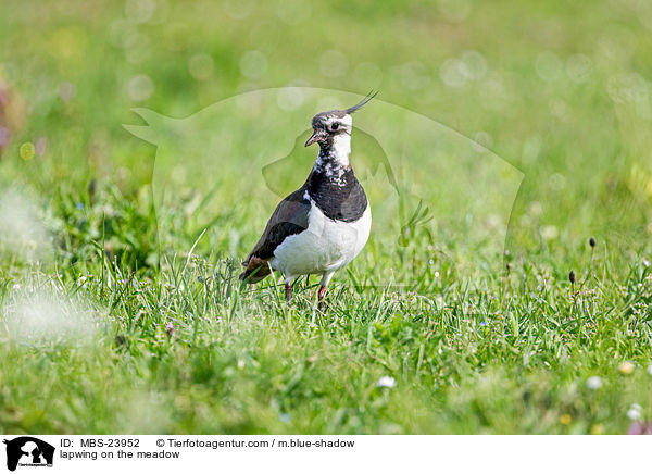 lapwing on the meadow / MBS-23952