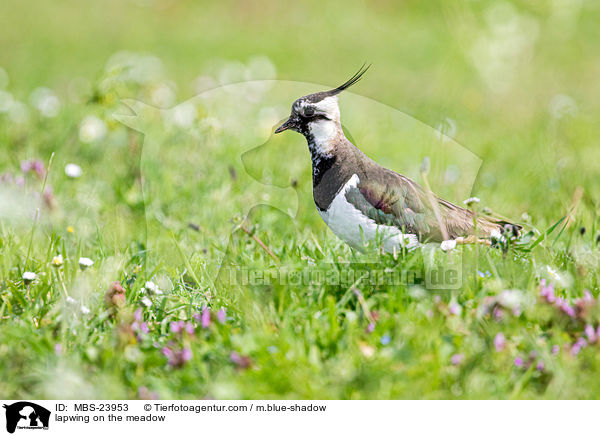 lapwing on the meadow / MBS-23953