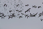 lapwings