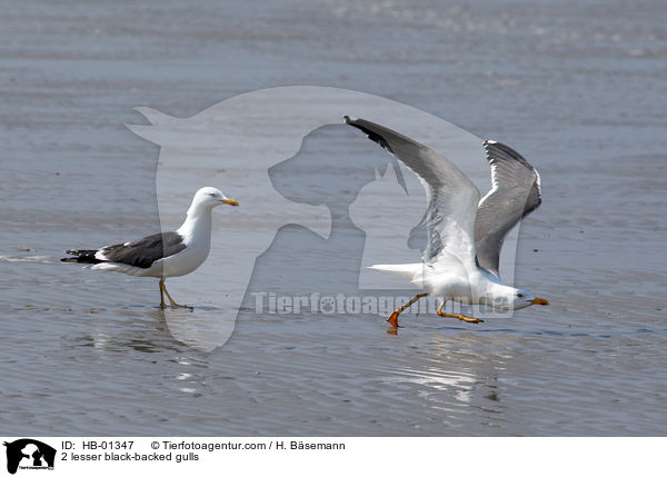 2 lesser black-backed gulls / HB-01347