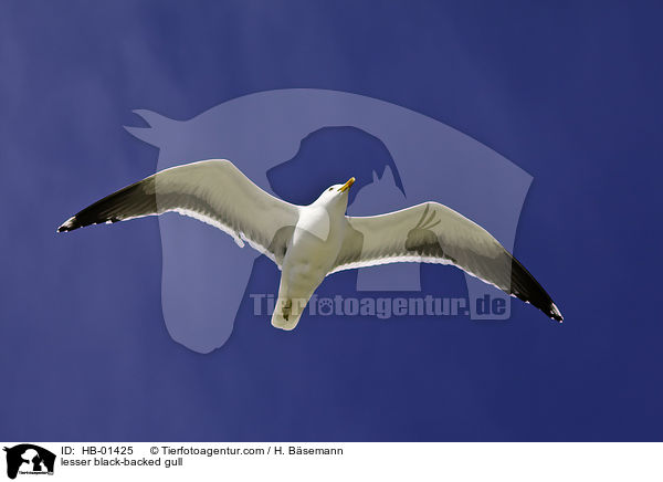 lesser black-backed gull / HB-01425