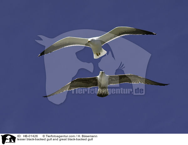 lesser black-backed gull and great black-backed gull / HB-01426