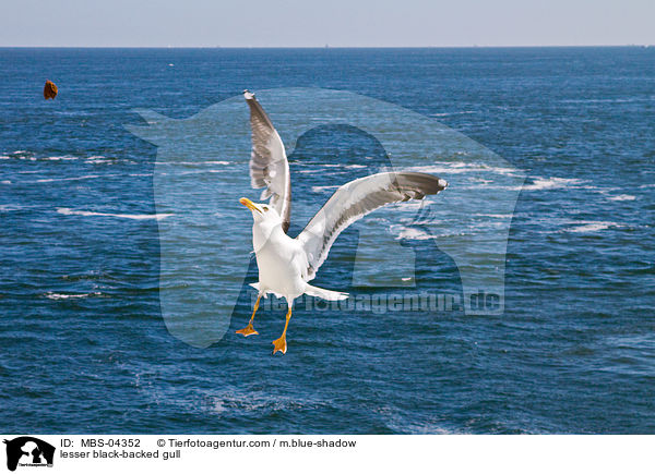 lesser black-backed gull / MBS-04352