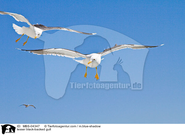 lesser black-backed gull / MBS-04347