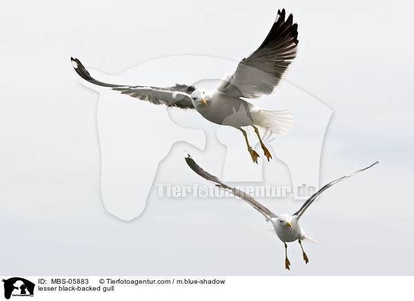 lesser black-backed gull / MBS-05883