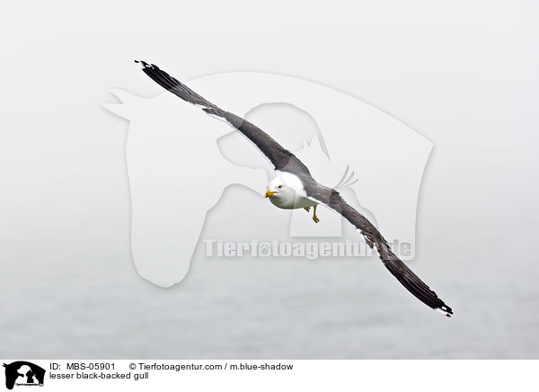 lesser black-backed gull / MBS-05901