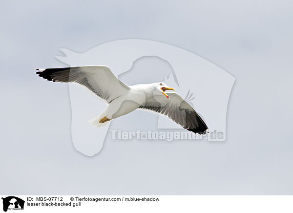 lesser black-backed gull / MBS-07712