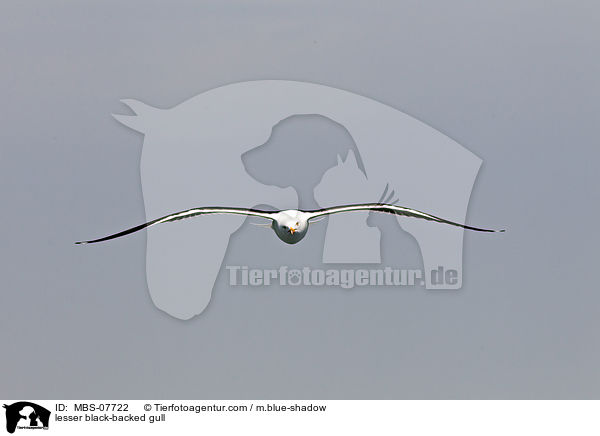 lesser black-backed gull / MBS-07722