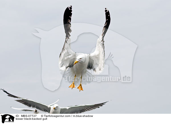lesser black-backed gull / MBS-07727