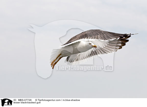 lesser black-backed gull / MBS-07728