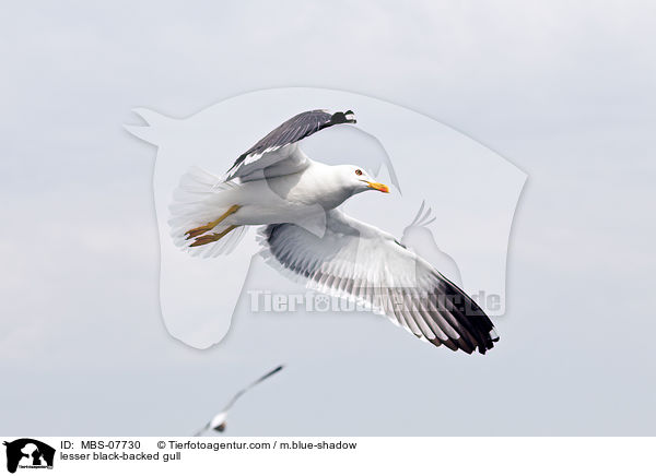 lesser black-backed gull / MBS-07730