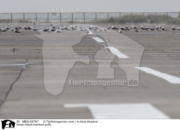 lesser black-backed gulls / MBS-09787