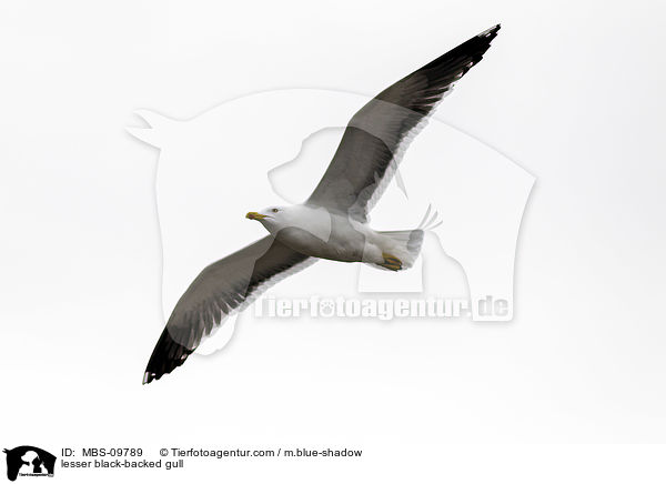 lesser black-backed gull / MBS-09789