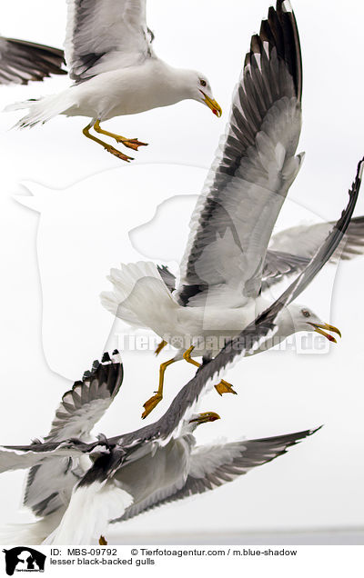 lesser black-backed gulls / MBS-09792