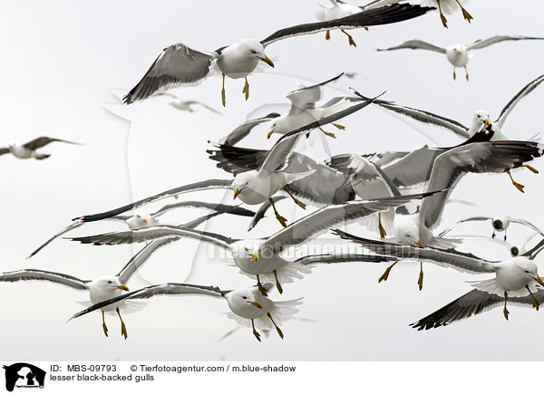 lesser black-backed gulls / MBS-09793