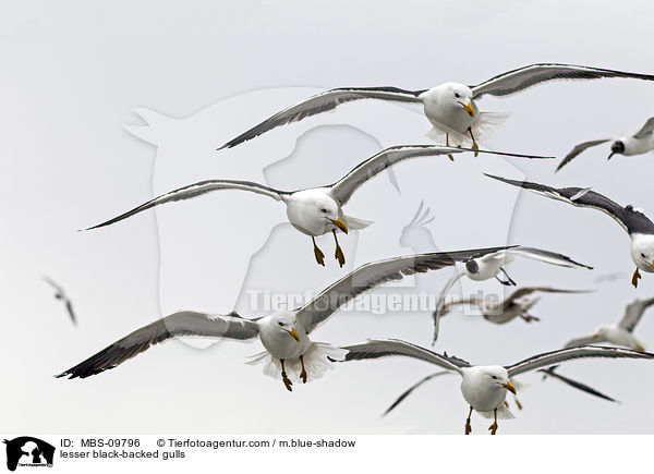 lesser black-backed gulls / MBS-09796